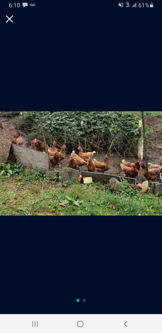 Farm Fresh Eggs Snohomish