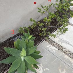 Plants and Succulents (in ground) 