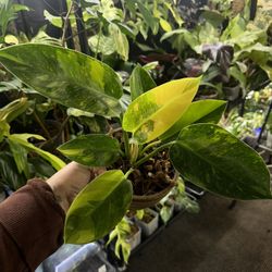 Philodendron nuclear Congo 
