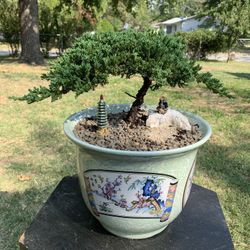 Bonsai 