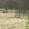 Throwback Rancher 