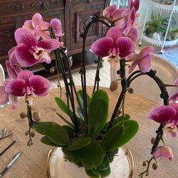 Orchid Arrangements