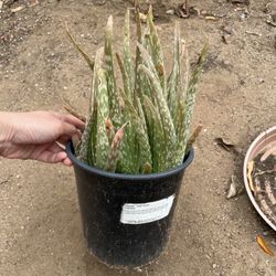 6in Pot Aloe Vera Succulent 