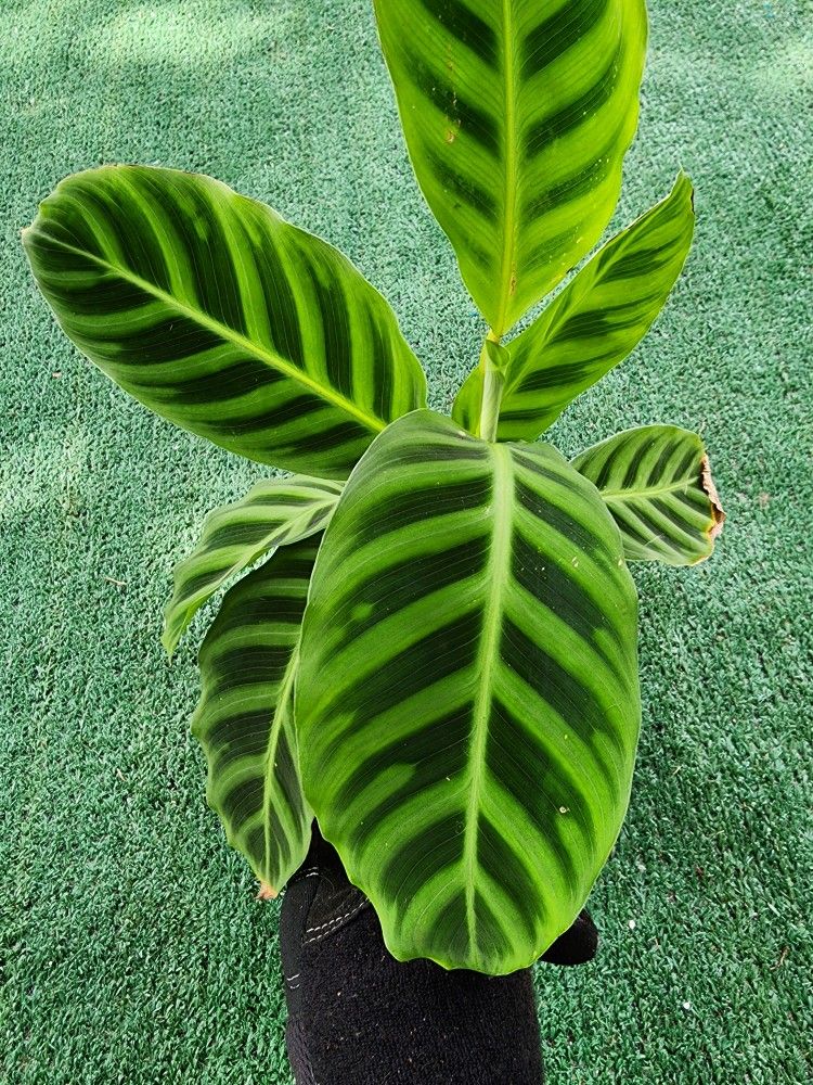 Calathea Zebrina Rare Variegated Plant 