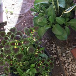 Beautiful Snake Plant Mother Of Thousands Purple Flowers 