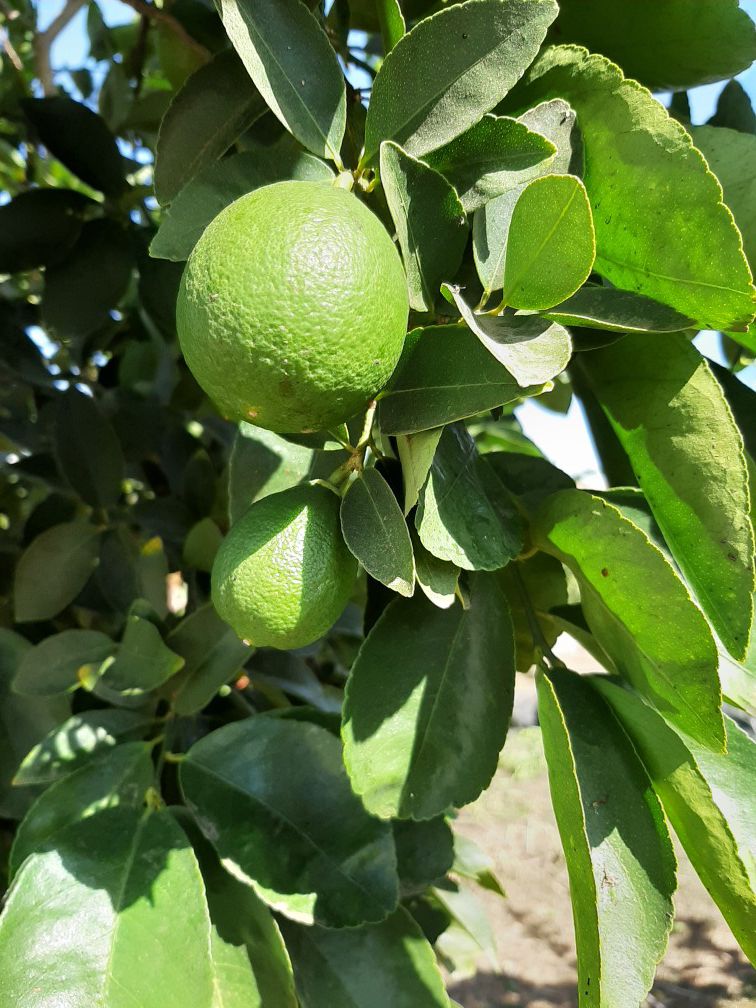 Limones limes fresh cut