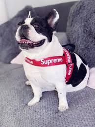 Supreme Dog Harness And Leash Set