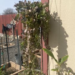 Hanging Jade Plant