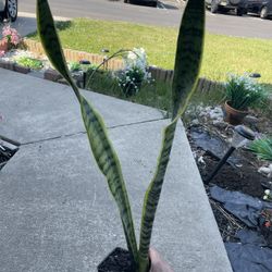 Snake Plant
