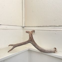 Deer and Elk Antler sheds, Grade D, broken or chewed antlers