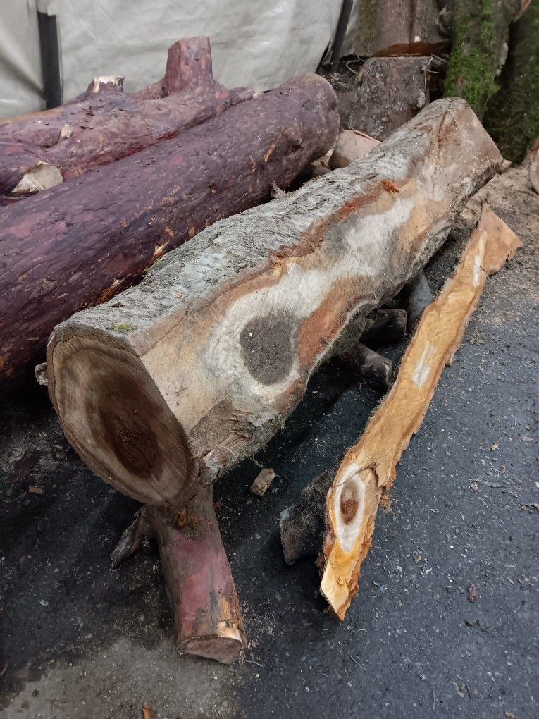 Osage Orange Log for Sale in Seattle, WA OfferUp