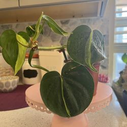 Thriving Philodendron Brazil Plant (D)