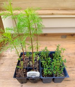 Strong healthy organically grown plants in organic happy frog soil