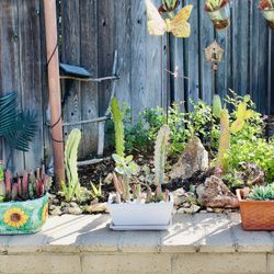 Succulents In Nice Pots