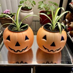  Halloween Pumpkin Planters with Spider Plants! 