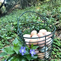 Naturally Raised Chicken - Eggs (Hayward Pickup)