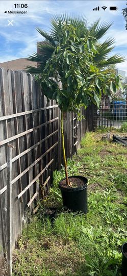 Hass Avocado