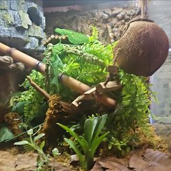30 gallon naturalistic enclosure for reptiles/ crested gecko