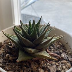 Succulent (in nursery pot)