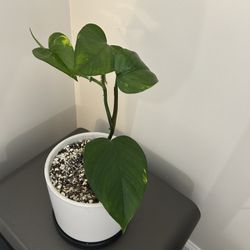 Jade Green Pothos Plant 