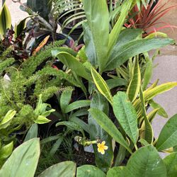 Plenty Plants For Sale/ Only 200 Plus