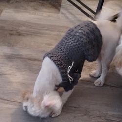 Pet Christmas Sweaters 