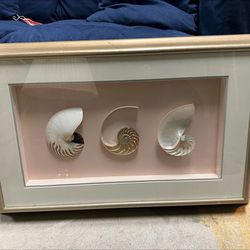 Framed Chambered Nautilus Shells