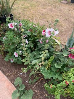 In Boom (No Nirvana) Plants Garden