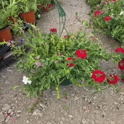 Petunia, Verbena, Creeping Jenny Mix Hanging Basket Plants, Plantas, Flores