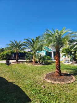 Palm Tr1m