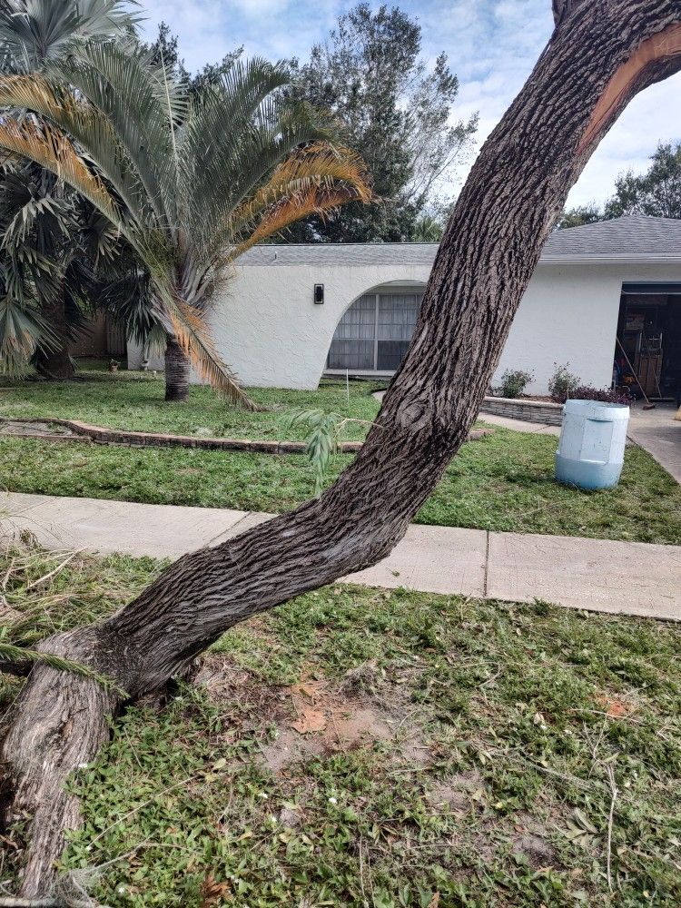 Bottle Brush Tree Trunk For WoodTurners.