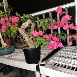 Bonsai Bougainvillea 