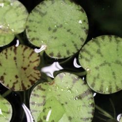 Variegated Frogbit Aquarium Plants
