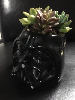 Real live succulents make great gifts