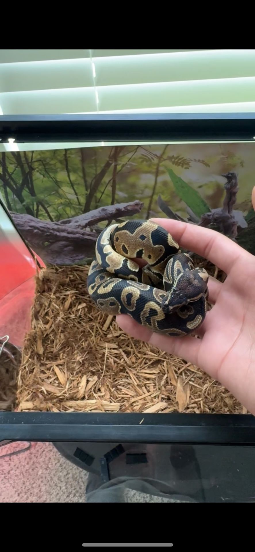 Ball python