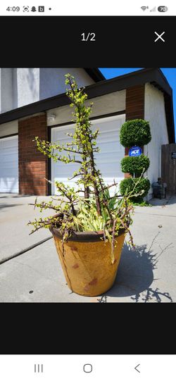 Succulent in clay pot