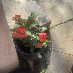 Corona decristo