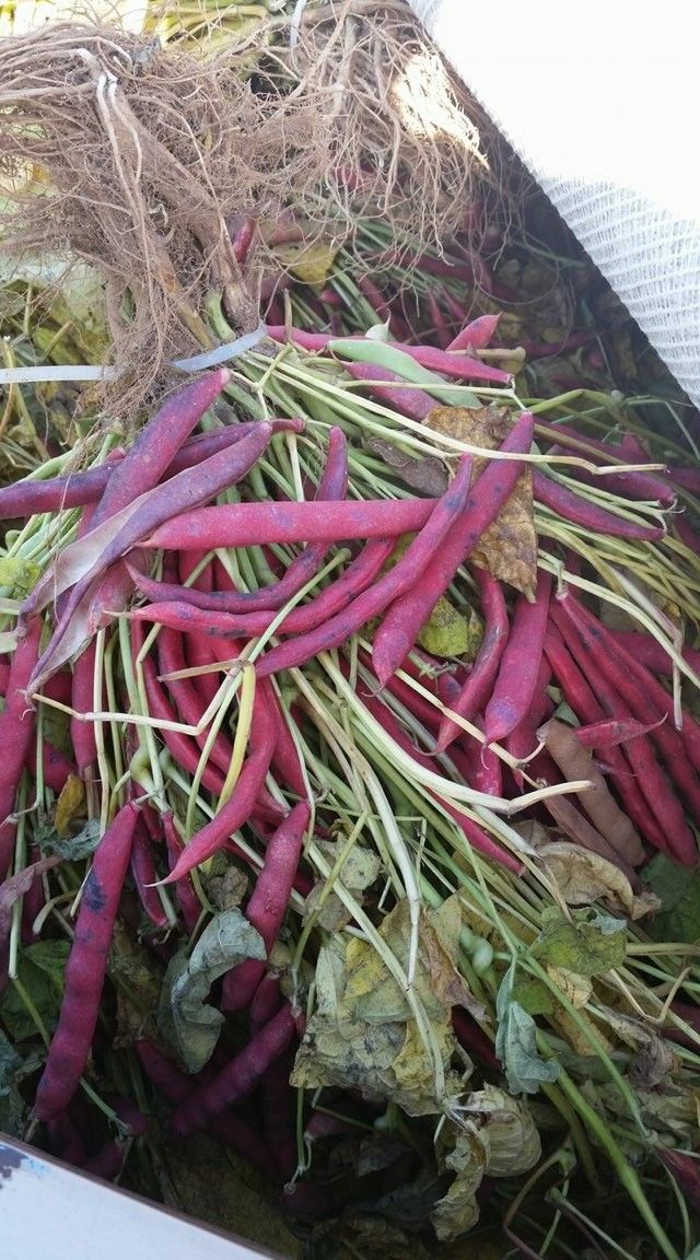 Frijol nuevo / Fresh Beans