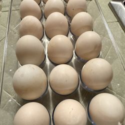 Fresh Duck Eggs $2 each 