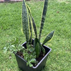 Snake plant& jade