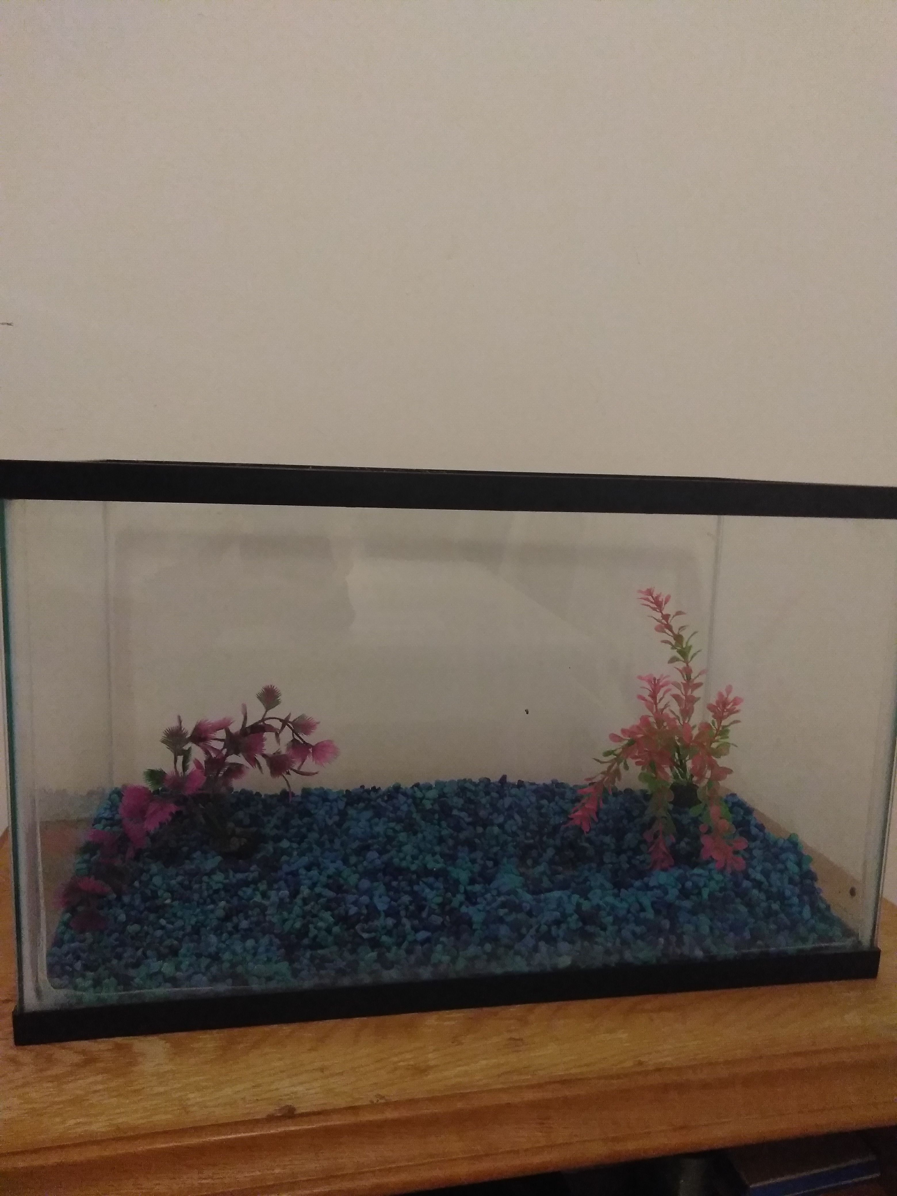 10 gallon fish tank