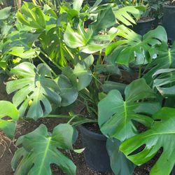 Monstera 