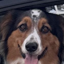  2022 SPECIALIZED STUMPJUMPER EVO ELITE ALLOY