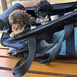 Dog Travel bag