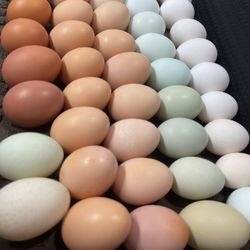 Hatching Eggs - Chicken And Quail