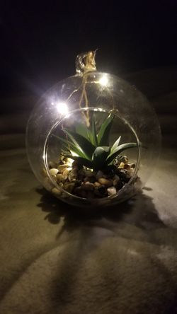 Nightlight Terrarium with rocks/aloe
