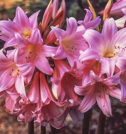 (1) XL Amaryllis Belladonna Lily bulbs-Naked Lady Lily