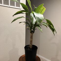 Corn Plant Dracaena Houseplant