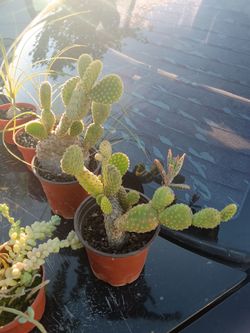 Bunny Ears Cactus (Opuntia microdasys)
