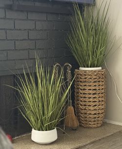 Decoration plants 2 Available
